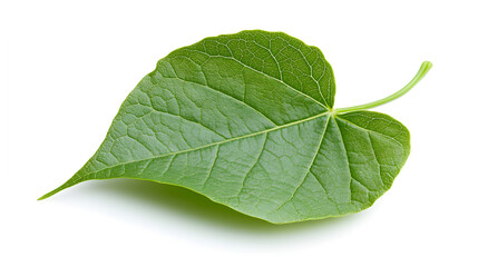 Fototapeta premium A single green leaf showcasing its texture and natural beauty.