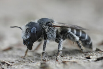 Detailed closeup on a female mediterranean Tufted small mason bee, Hoplitis cristatula