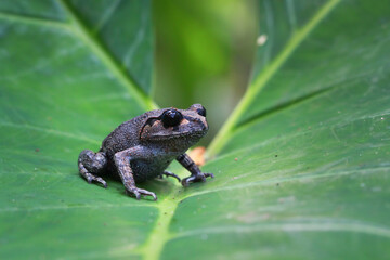 Obraz premium Leptobrachium hasseltii (Hasselt's toad or Java spadefoot toad) on leaves, Hasselt's litter frog Tschudi's frog walking on green moss, Indonesian toad