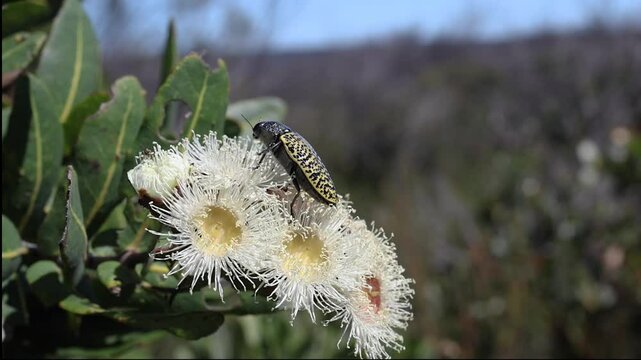 Jewel Beetle feeding on Scrub Apple flowers