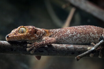 Spiny-tailed gecko (Strophurus ciliaris) closeup on branch, Northern spiny-tailed gecko isolated on...