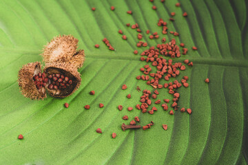 Annatto tree bixa orellana seeds 