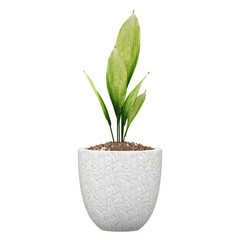 Fototapeta premium 3d illustration of Aspidistra tree in pot isolated on transparent canvas