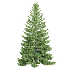 Fototapeta premium Collection of Norway spruce tree isolated on transparent Canvas