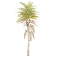 Fototapeta premium 3d illustration of Kentia palm tree isolated on transparent canvas