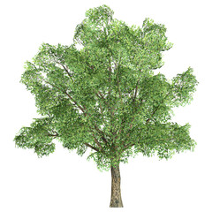 3d rendering of Robur tree isolated on transparent Canvas