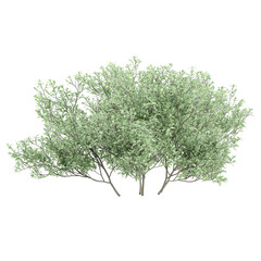 Green beautiful Salix purpurea tree isolated on Canvas