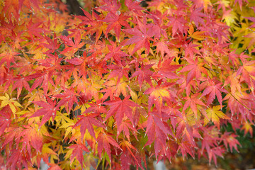 紅葉の葉