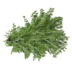 bunch of fresh parsley