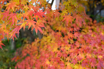 紅葉の葉