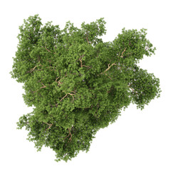 Obraz premium collection of Pinus sylvestris tree with realistic style from top view