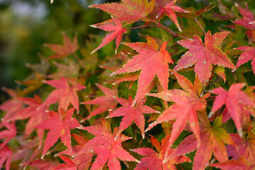 紅葉の葉