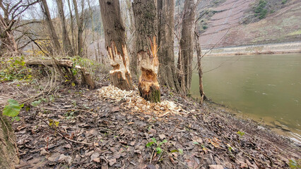 Obraz premium Europäischer&nbsp;Biber&nbsp;(Castor fiber)