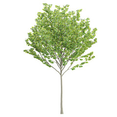 Obraz premium 3d illustration of Crataegus viridis plant isolated on transparent canvas