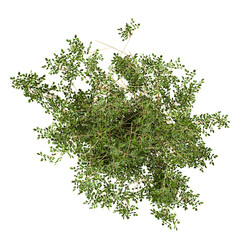 Obraz premium 3d Rendering Of Fern plant in white planter on Transparent Canvas from the top view