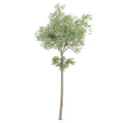 3d Rendering Of Pinus sylvestris tree on Transparent Canvas