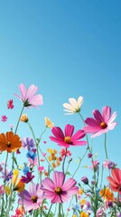 Vibrant Cosmos Blooms Under a Clear Blue Sky