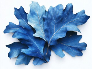 Fototapeta premium Blue Oak Leaves: A Still Life Symphony in Azure