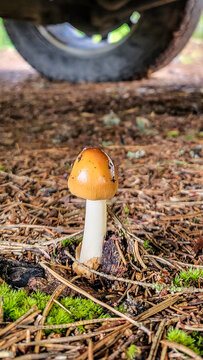 small mushroom Red-brown Streifling or Fuchsige Streifling (Amanita fulva), wild mushroom or forest mushroom on a forest floor with pine needles in Estonia