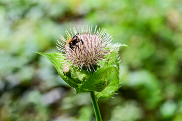 Pollination in action: wasp or bee on a thistle flower in summer