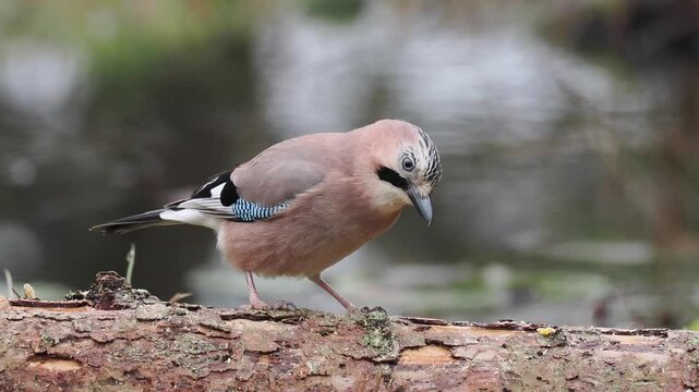 Eichelh&auml;her (Garrulus glandarius) 