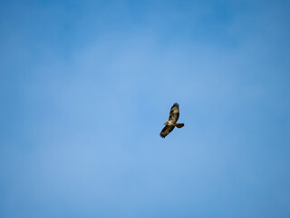 Marsh harrier flying isolated on blue sky background
