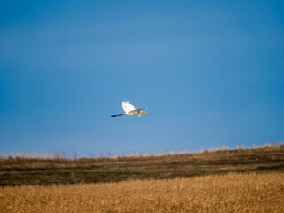 White little egret bird Egretta garzetta flying wings spread