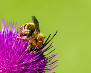 Apis Mellifera European honey bee covered yellow pollen blooming wild flower