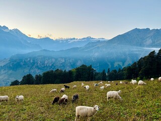 Obraz premium sheep in the mountains