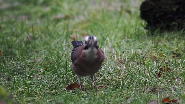 Eichelh&auml;her (Garrulus glandarius) 