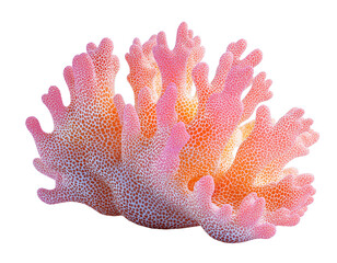 pink coral reef on white transparent background, ocean aquarium waterscape element, cutout png