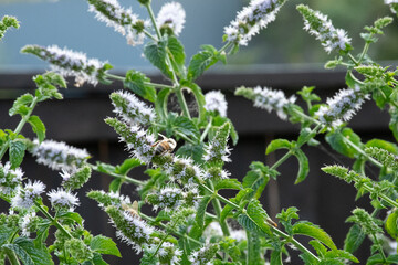 Buzzing Harvest: Bees Pollinating Mint Blossoms