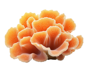 orange soft coral reef on white transparent background, ocean aquarium waterscape element, cutout png