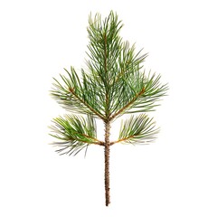 Pine tree branch isolated on white background, clipping path included.