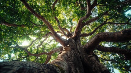 Fototapeta premium Majestic tree branches with lush green foliage shot from the ground perspective showcasing natural beauty and serenity outdoors