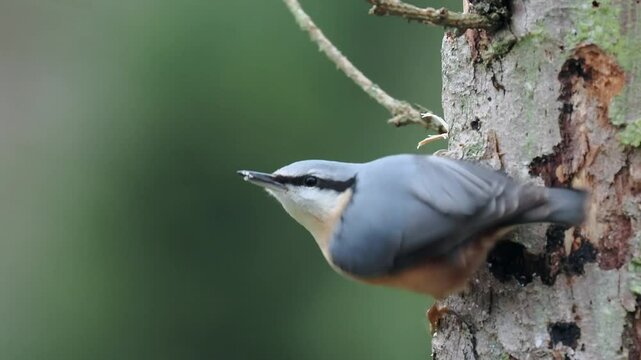 Kleiber&nbsp;(Sitta europaea)   