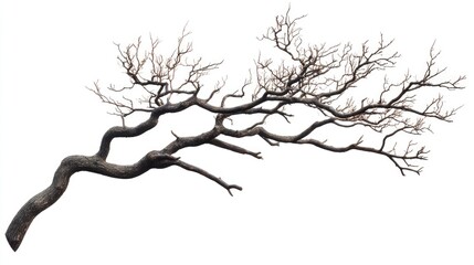 Obraz premium bare tree branch isolated on a white background showcasing intricate twigs and organic texture for natural or artistic design projects