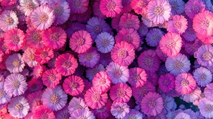 vibrant pink and purple flower field close up showcasing intricate petal patterns and natural beauty in a floral arrangement