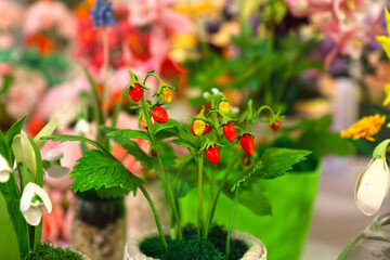 Original flowers made of polymer clay. The most realistic display. Soft focus. Close-up.