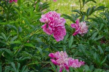 Fototapeta premium Beautiful peonies blooming in the garden