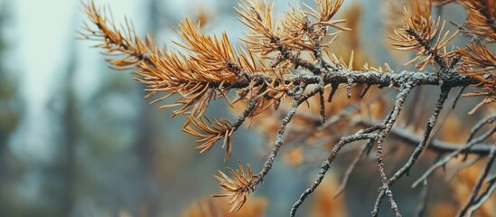 Aged tree branches with dry needles highlighting environmental concerns and deforestation effects in a post-holiday season landscape.