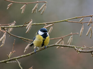 Obraz premium Kohlmeise (Parus major)