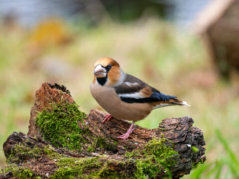 Kernbei&szlig;er&nbsp;(Coccothraustes