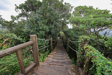 Obraz premium 나무 사이로 지나가는 계단 숲 길 제주 제주시 조천읍 교래리 사려니숲길