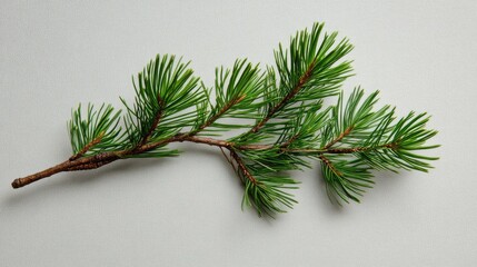 Closeup of a vibrant green pine tree branch showcasing rich needle textures on a neutral background.