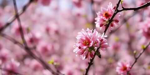 Obraz premium Vibrant pink cherry blossoms in full bloom during spring
