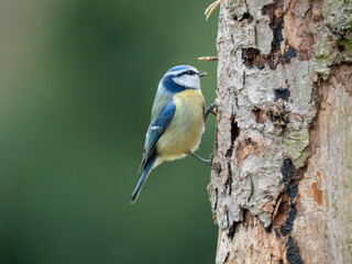 Blaumeise (Cyanistes caeruleu)
