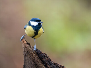 Obraz premium Kohlmeise (Parus major)