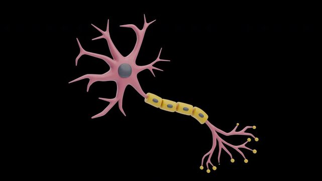 3D Animation of Multipolar Neuron Structure | Alpha Channel
