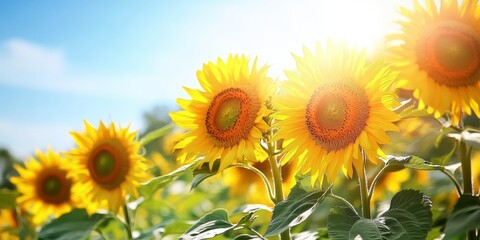 Obraz premium A vibrant field of yellow sunflowers basking in the summer sun under clear skies, showcasing the beauty of blooming sunflowers and their captivating allure in sunny weather.